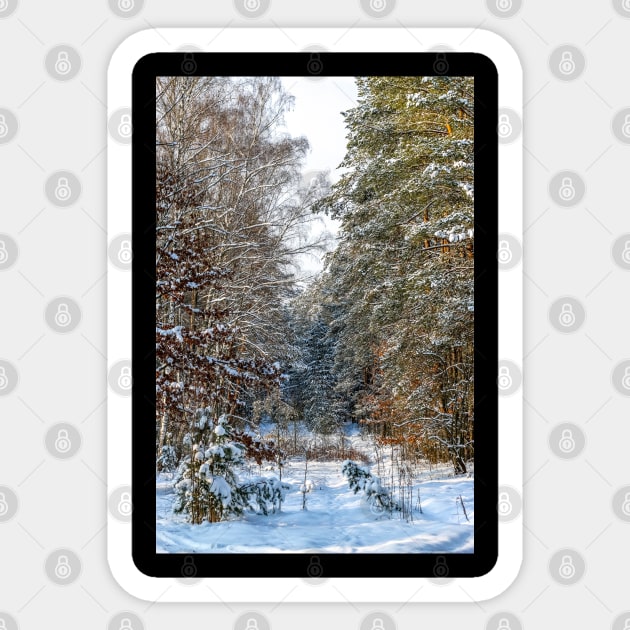 Winter landscape with snow-covered spruce forest. Sticker by Olga Berlet